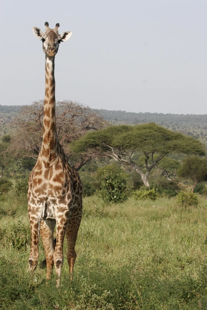 4-Day Luxury Mobile Safari in Khwai gallery image