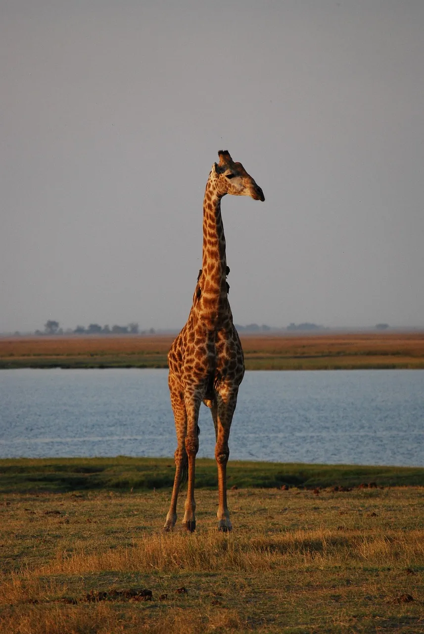 10 Days Okavango Delta, Chobe NP and Victoria Falls Safari hero photo