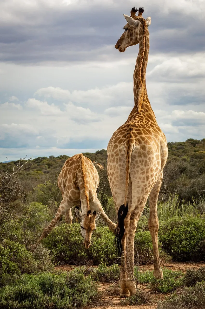 3-Day Tracking Murchison Falls Wildlife Trip, Ziwa Rhino hero photo