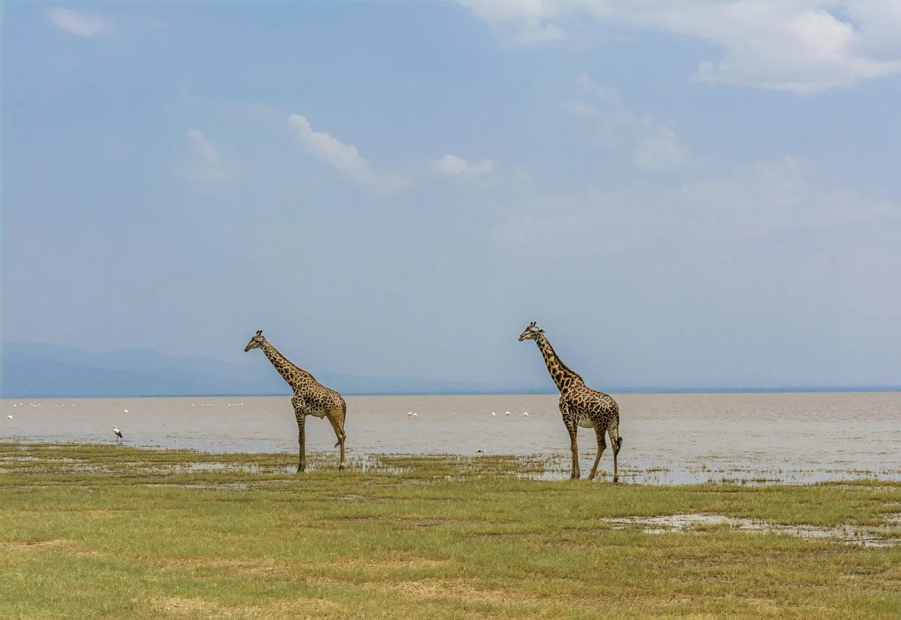 3-Day Serengeti Fly in & Fly out Safari - Tanzania safari gallery image