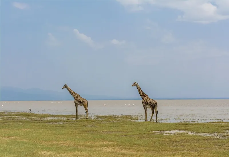 3-Day Serengeti Fly in & Fly out Safari - Tanzania safari gallery image
