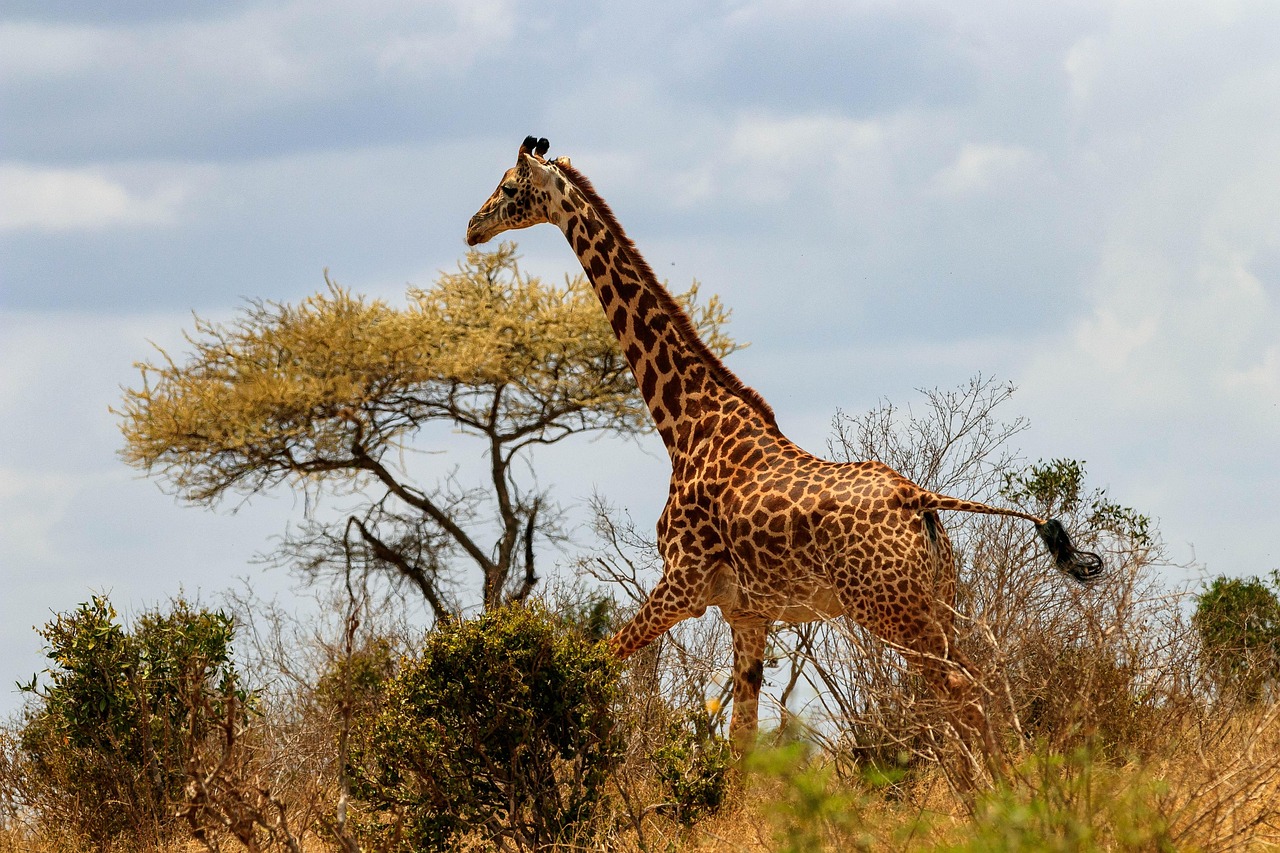11-Day Northern Active Safari - Tanzania safari gallery image