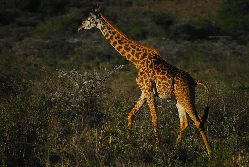 1-Day Fly from Zanzibar to Nyerere National Park - Tanzania safari