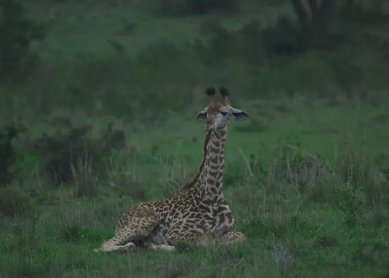1-Day Safari to Arusha National Park (From Zanzibar)
