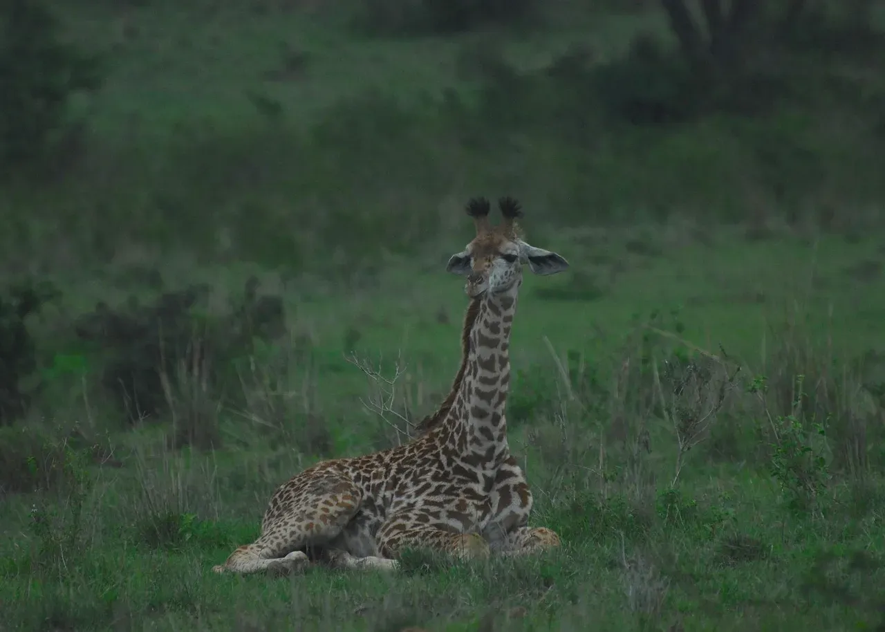 4-Day Lake Nakuru and Maasai Mara Midrange Jeep Safari-Kenya tours hero photo