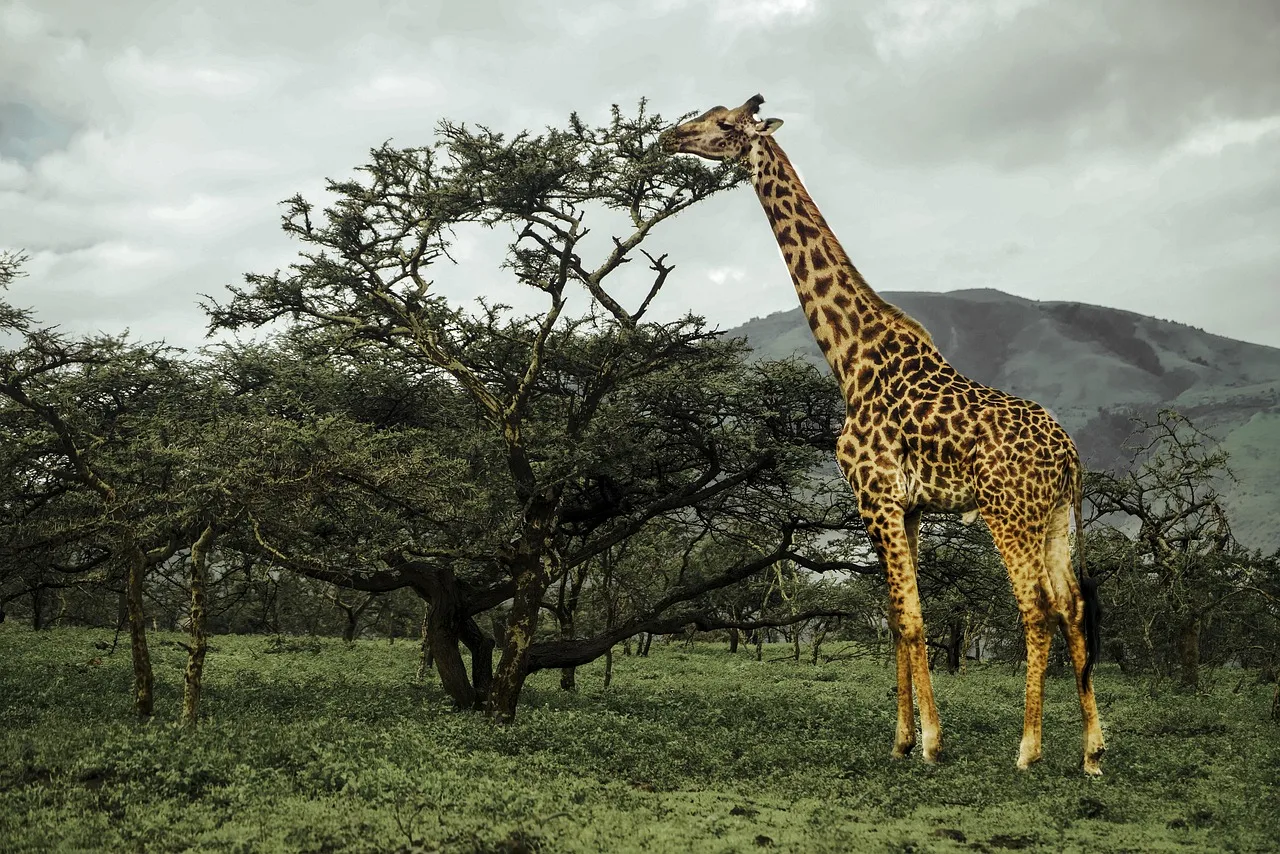 ½-Day Kwa Maritane Bush Lodge Transfer and Game Drive gallery image