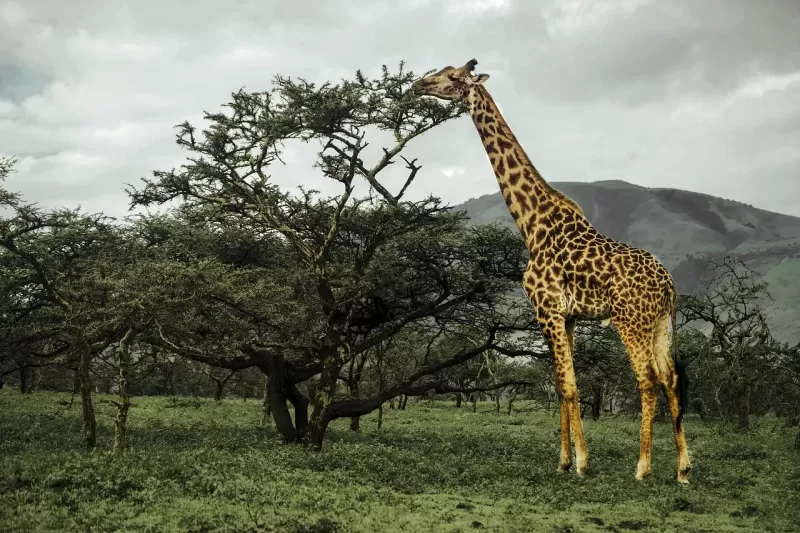 ½-Day Kwa Maritane Bush Lodge Transfer and Game Drive gallery image