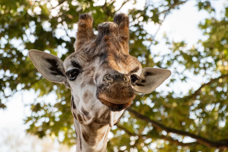 2-Day Fly-in from Zanzibar to Tarangire NP & Ngorongoro - Tanzania safari