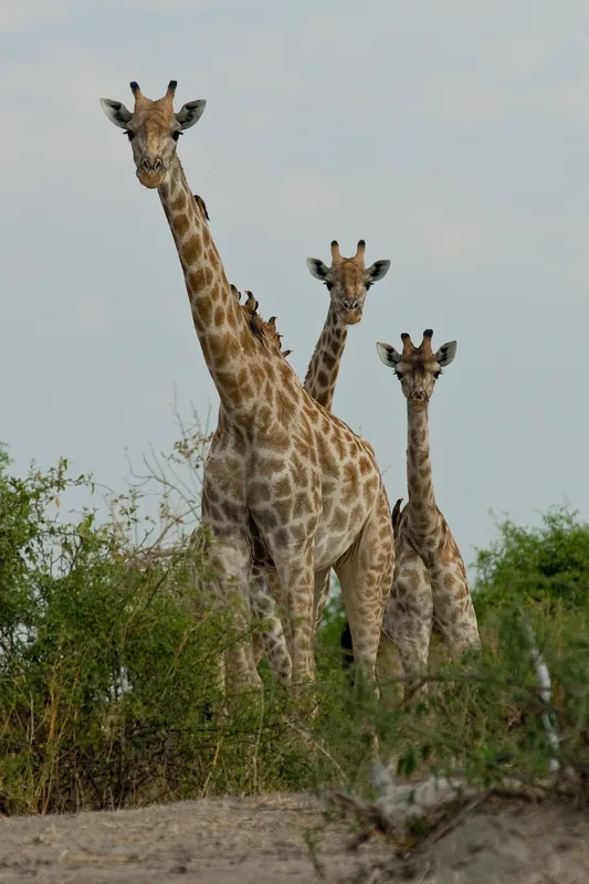 15-Day Namibia to Victoria Falls Elephant Track gallery image