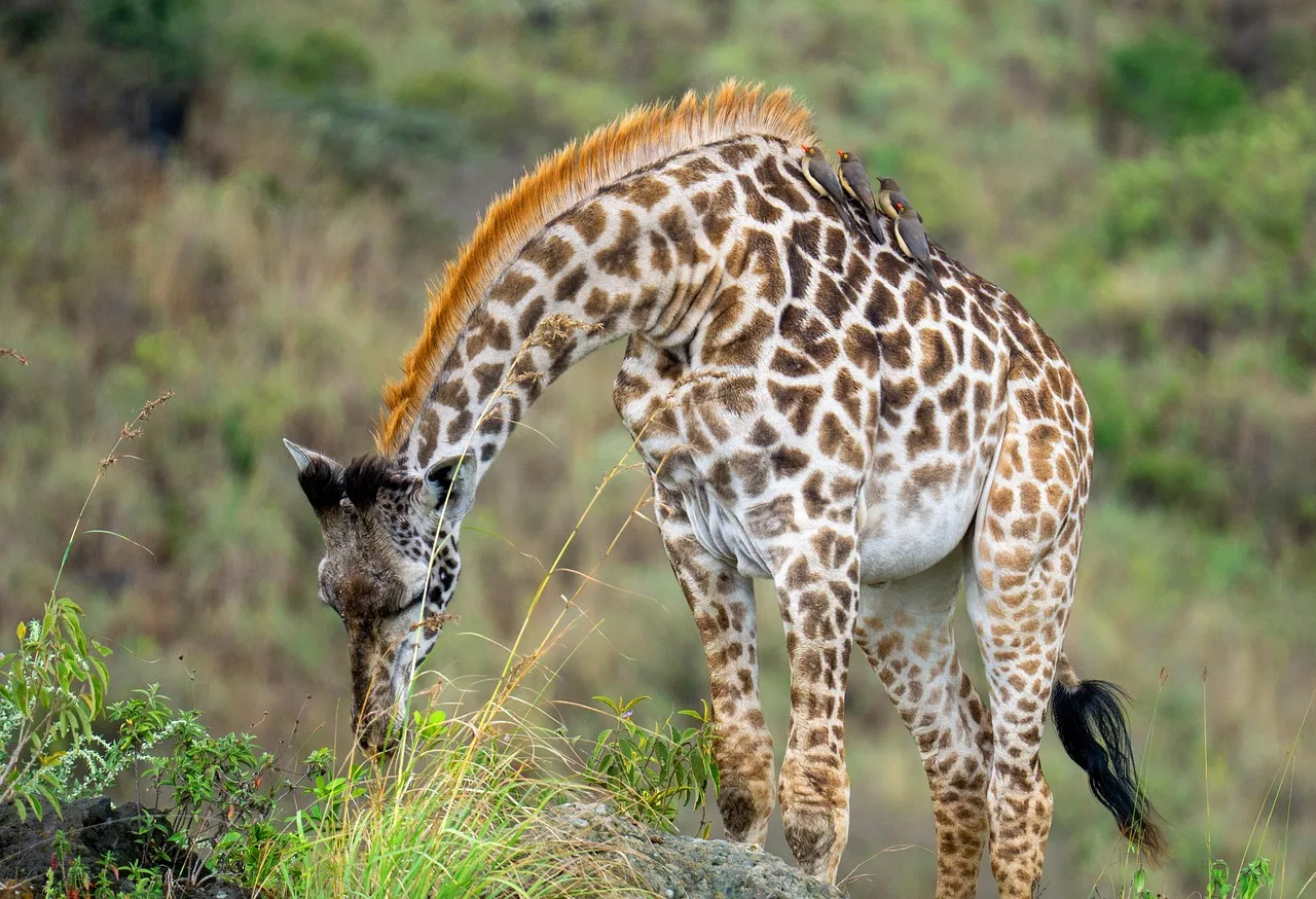 1-Day Nairobi Park, Giraffe Centre & Maasai Market - Kenya tours gallery image