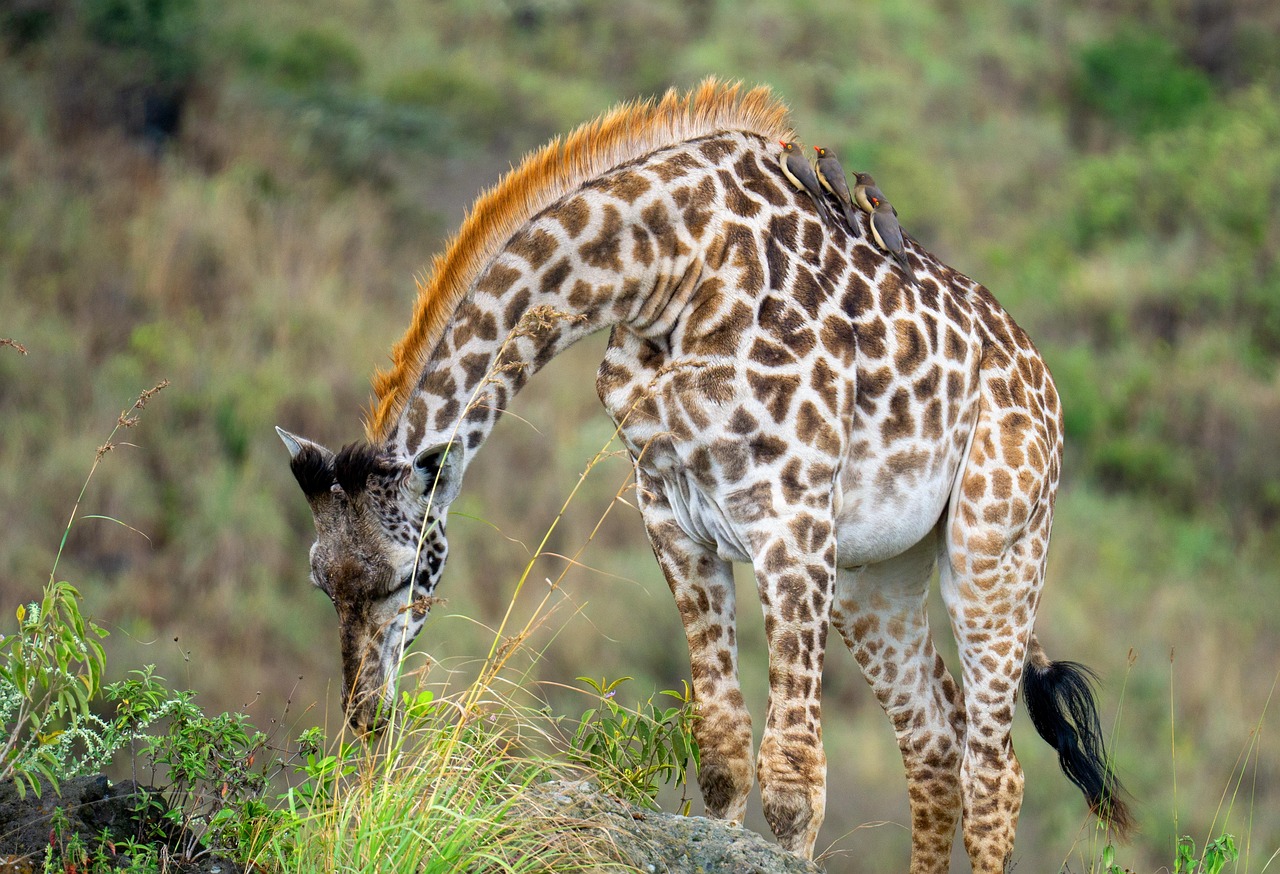 2-Day Masai Mara Game Reserve Mid-Range Air Package - Kenya tours