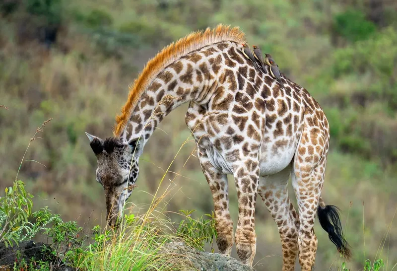 5-Day Ultimate Kenyan Bush Experience - Kenya safaris gallery image