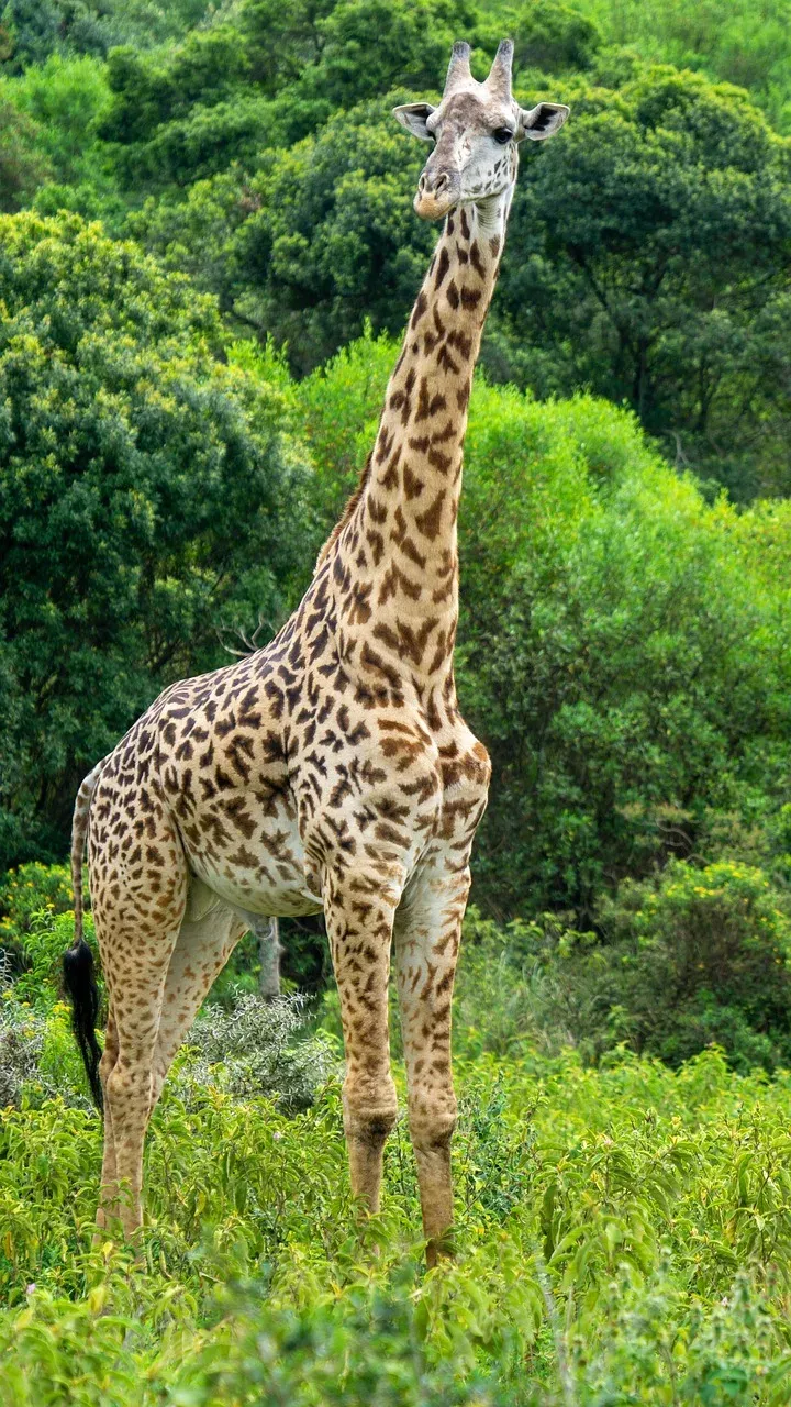 5-Day Ultimate Kenyan Bush Experience - Kenya safaris gallery image