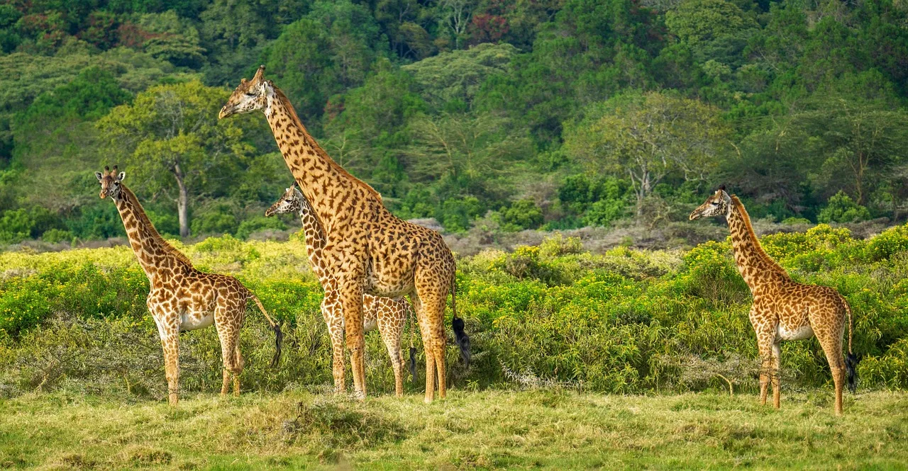 1-Day Nairobi National Park & Giraffe Center Tour - Kenya tours gallery image