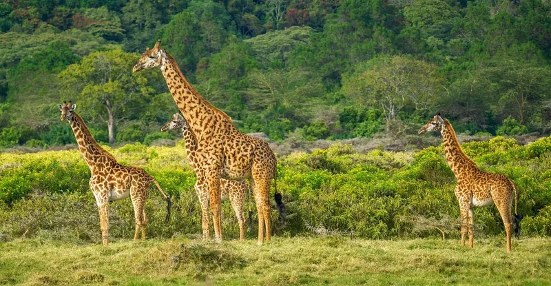 1-Day Mikumi Fly in out from Zanzibar (Once a Life Time) - Tanzania safari