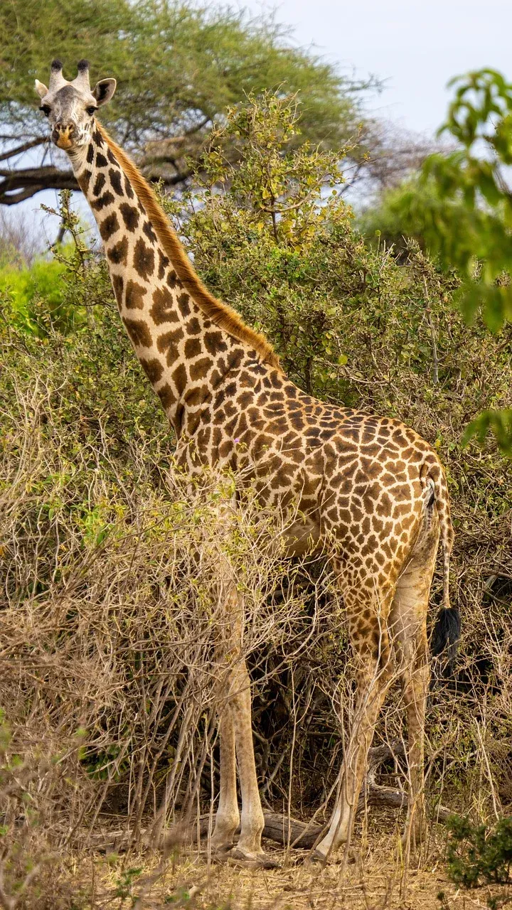 1-Day Saadan National Park from Dar Es Salaam - Tanzania safari