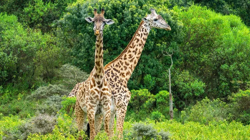 18-Day Luxury Expedition to Kenya, Tanzania, and Uganda - Kenya, Tanzania & Uganda safari