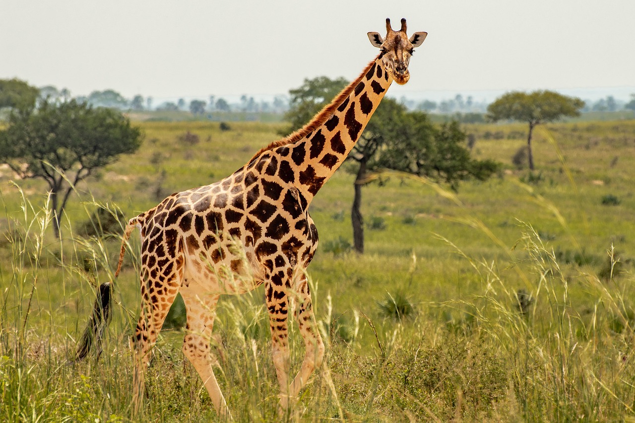 Best 7-Day Thrilling Tour to Eastern Tanzania National Parks  gallery image
