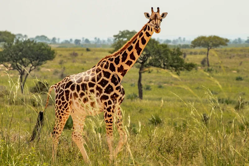 Best 7-Day Thrilling Tour to Eastern Tanzania National Parks  gallery image