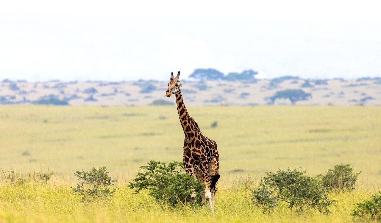 3-Day Best to Mkomanzi Tarangire and Crater(Budgeted ) - Tanzania safari gallery image