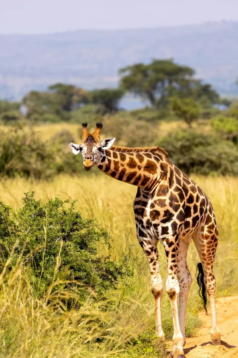 4-Day Explore Moremi Game Reserve gallery image