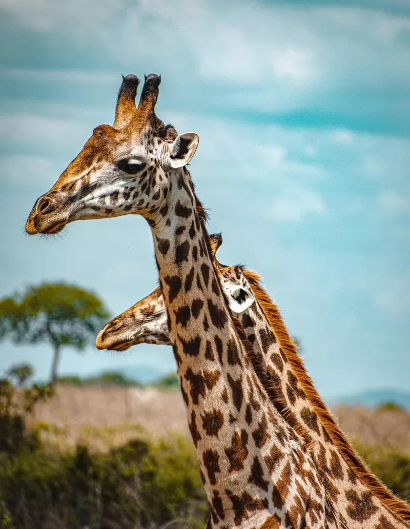 5-Day Victoria Falls and Chobe National Park Package gallery image