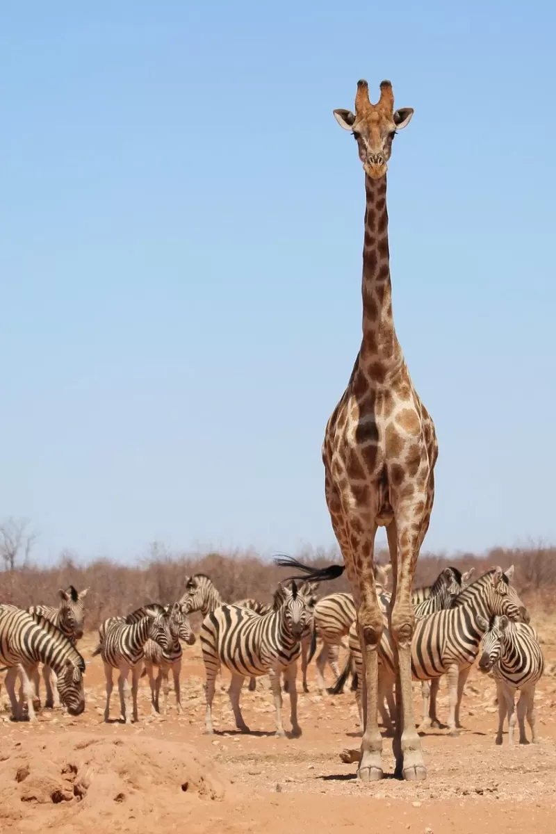 5-Day Explore Zimbabwe, Zambia and Botswana