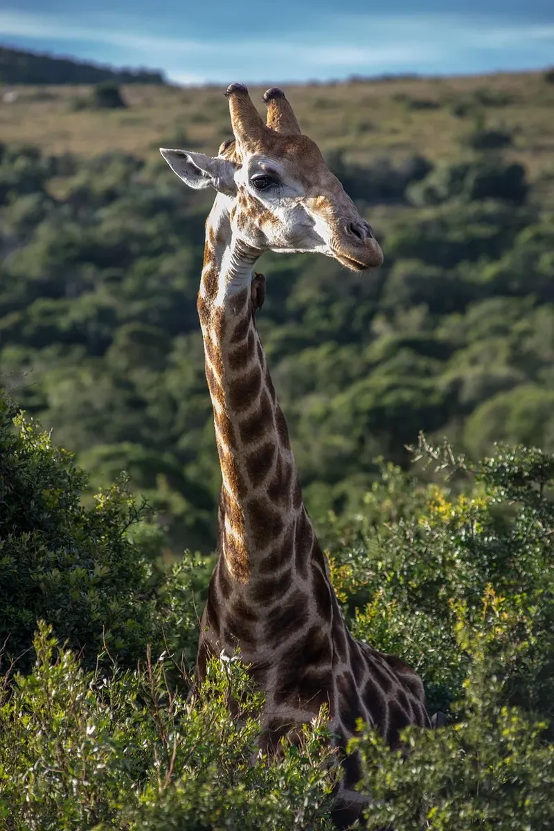 2-Day Ol Pajeta Conservancy Budget Safari - Kenya tours gallery image