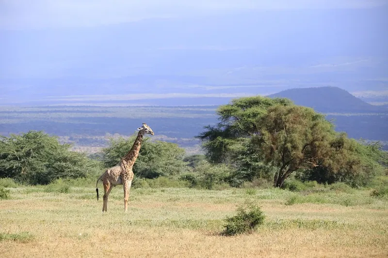 2-Day Private Midrange to Tarangire & Ngorongoro Crater - Tanzania safari gallery image
