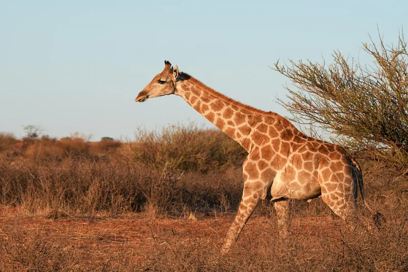 2-Day Flying Package Zanzibar to Nyerere NP (Selous GR) - Tanzania safari
