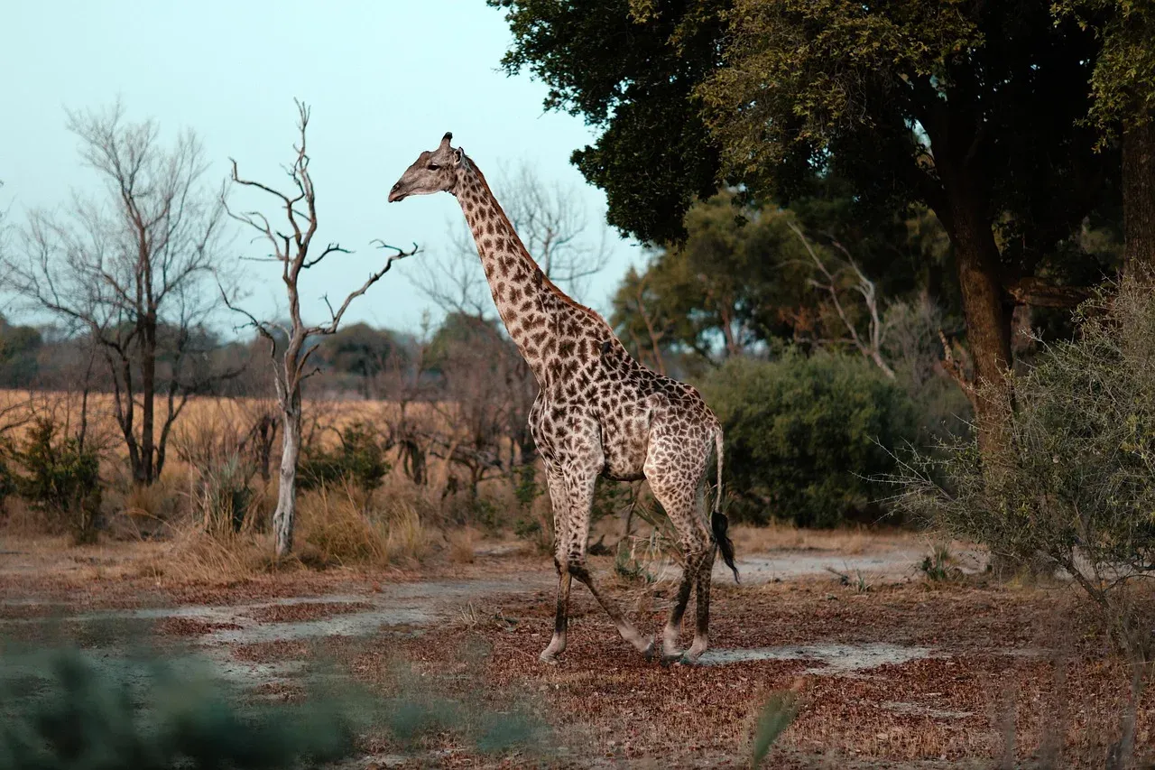 10-Day South Luangwa, Lower Zambezi and Kafue hero photo