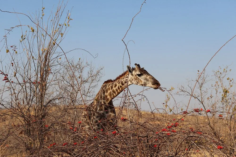 2 Days Mikumi National Park and Chizua Waterfalls by Sgr 2026 - 2027 gallery image
