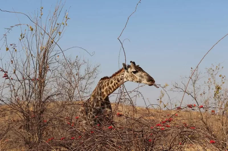 4 Days Awesome Ruaha National Park
