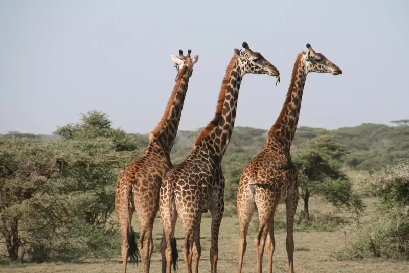 9-Days  Botswana Cycle Safari gallery image