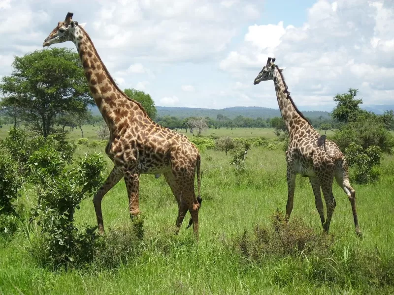 4-Day Enjoy Mikumi and Udzungwa Mountain Waterfalls - Tanzania safari