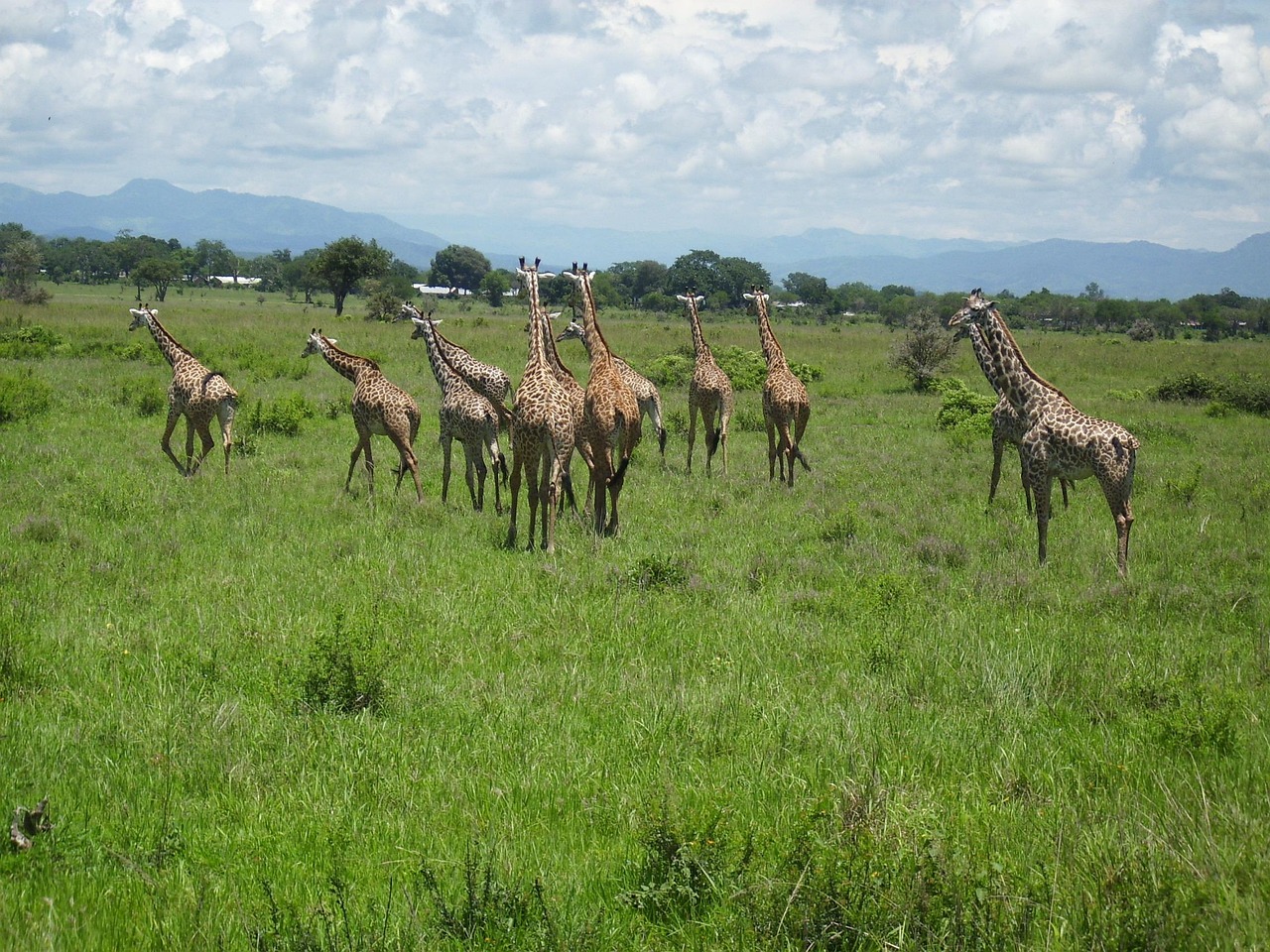 3-Day 2-Nights Mikumi National Park by Train 2026 - 2027 gallery image