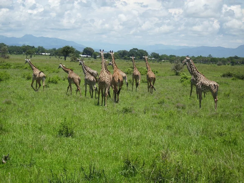 2-Day Budget Camping in Chobe with Boat Cruise gallery image