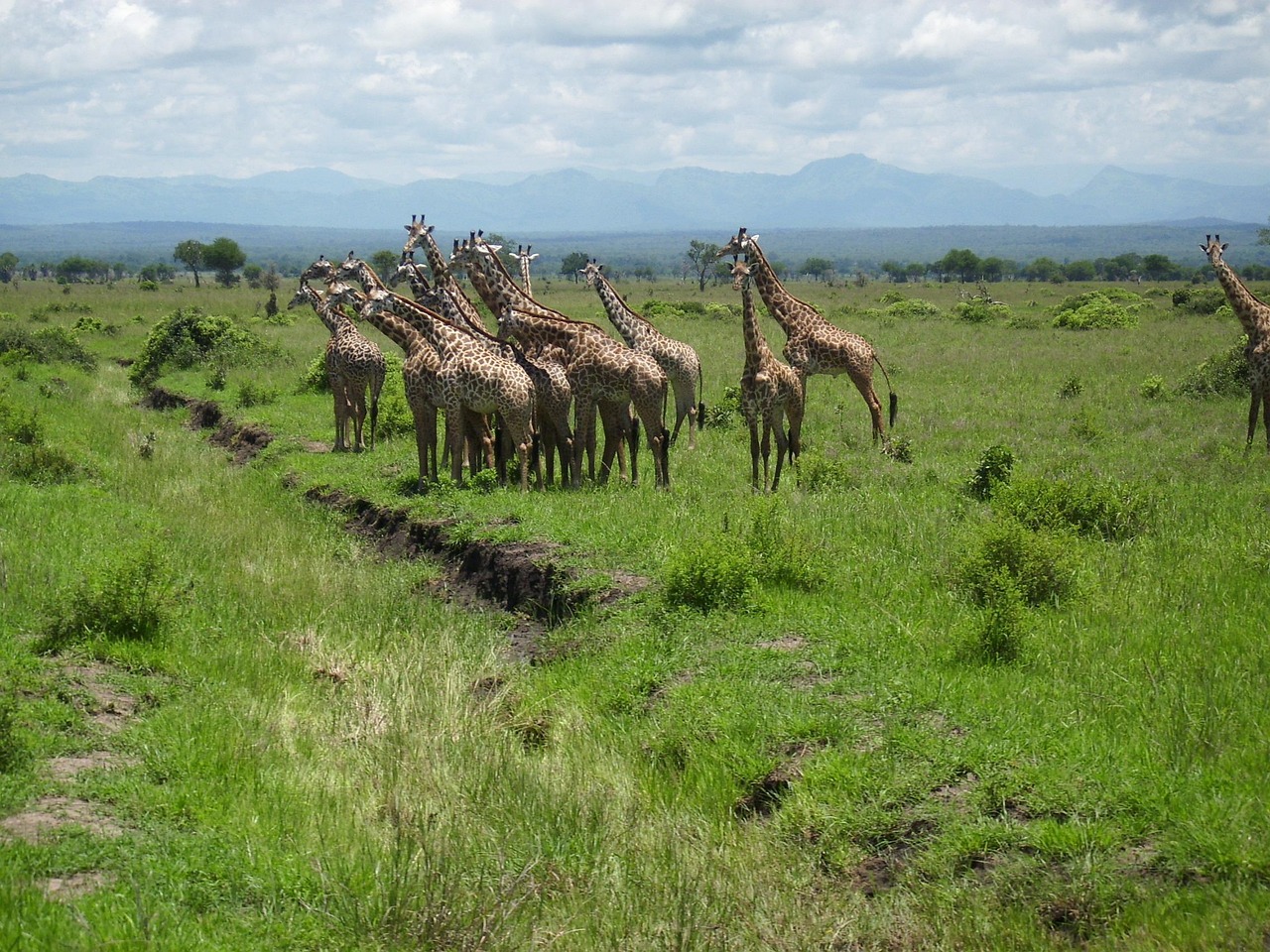 12-Day Tanzania Safari & Cultural Experience - Tanzania safari gallery image