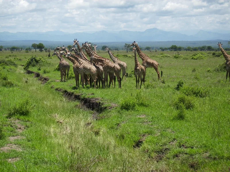 2-Day Fly in Shared Midrange Lodge Tarangire&Ngorongoro