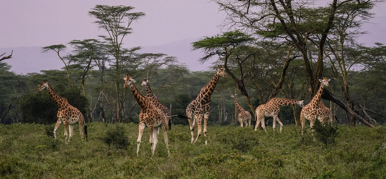 2 days mid-range safari to Amboseli NP from Nairobi Adventure Tour