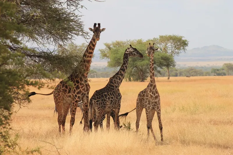 1-Day Mikumi Trip from Zanzibar - Tanzania safari