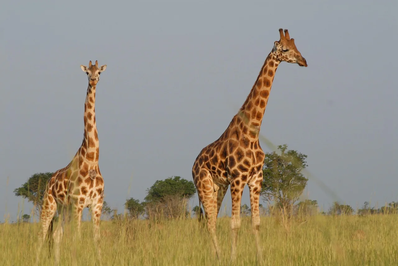 1-Day Mikumi Safari Tour from Zanzibar-Full Game Drive - Tanzania saafri hero photo