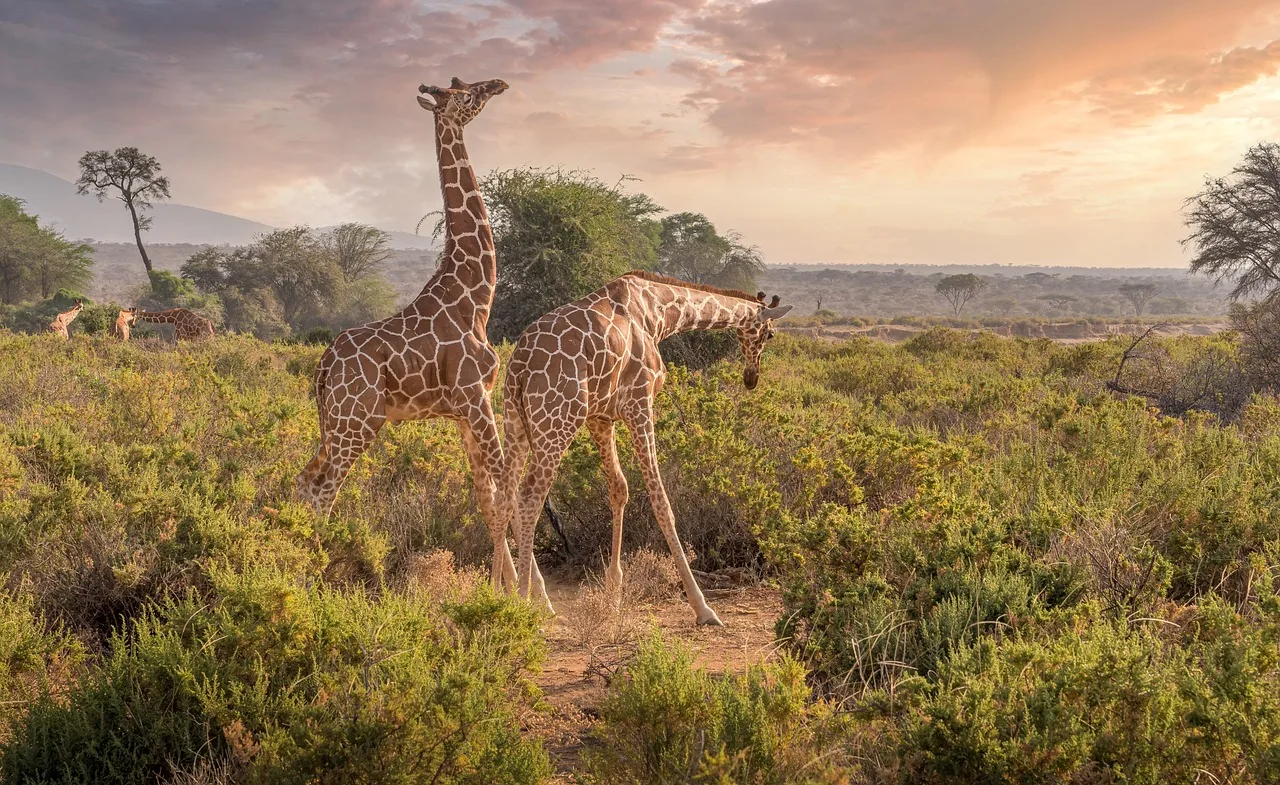 Experience 11-Days  Cape Town, Garden Route, Big 5 Safari gallery image