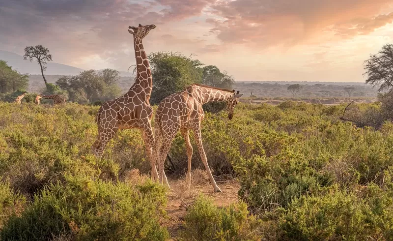 10-Day Big-5 Camping Safari & Cultural Tourism  - Tanzania safari gallery image
