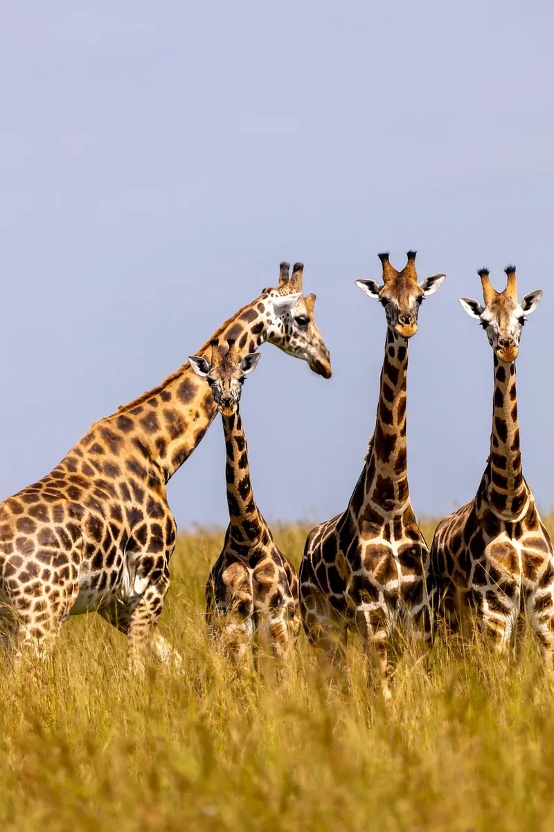 5-Day Murchison Falls and Kibale Safari-Uganda