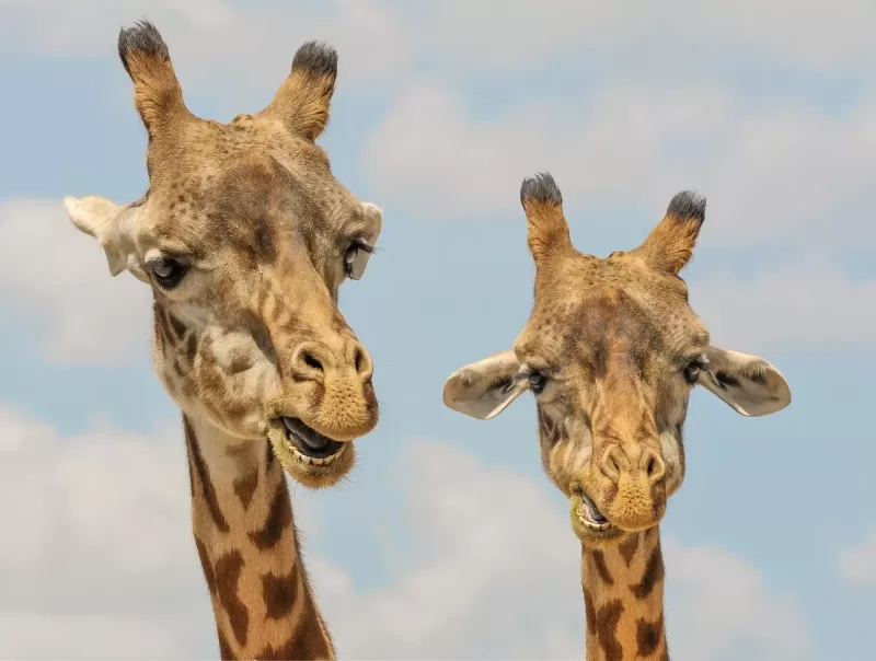 2-Day Chobe Camping in the Bush + Unique Twilight Safari gallery image