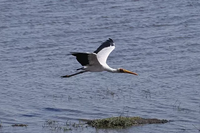 7-Day Botswana Mobile Safari - Moremi Expedition gallery image