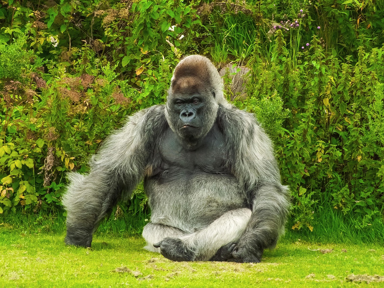 3-Day Rwanda Gorilla Trekking for African Citizens - Rwanda gallery image