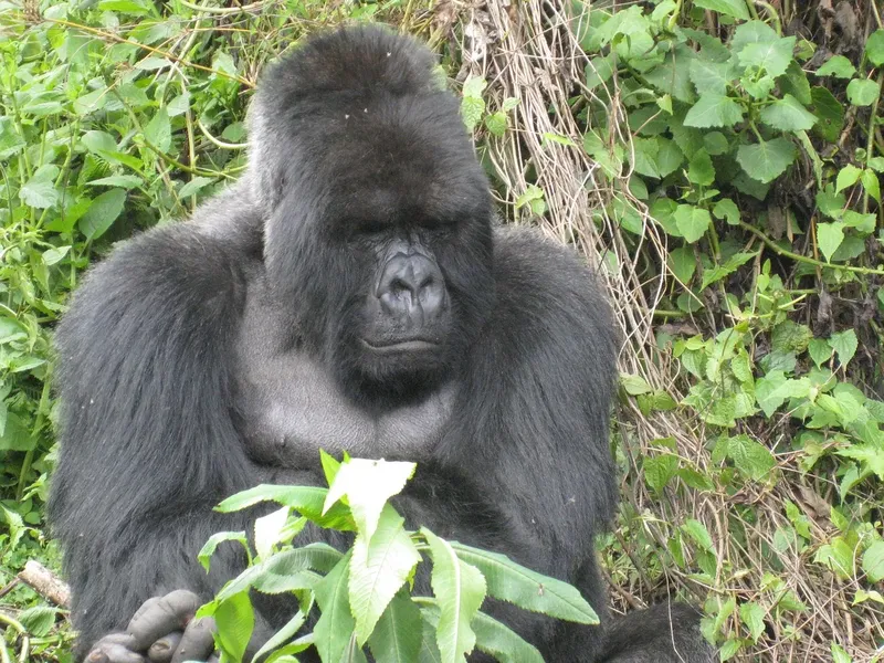 12-Day Ultimate Uganda Wildlife & Primate Adventure-Uganda gallery image