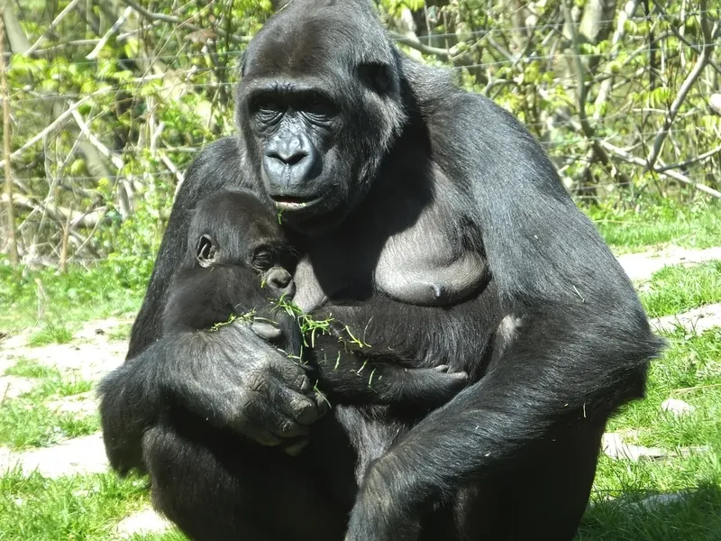 7-Day Rwanda Wild Life Safari , Chimps& Canopy Walk Tour - Rwanda gallery image